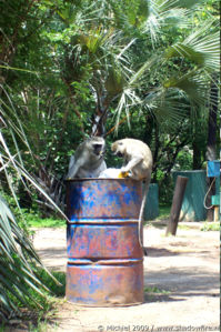 vervet monkey, Waterfront, Livingstone area, Zambia, Africa 2011,travel, photography,favorites