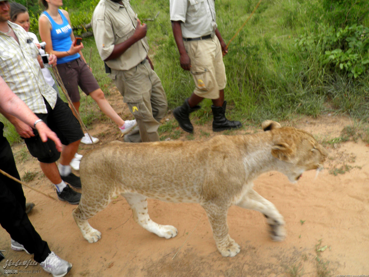 lion, Lion Encounter, Livingstone area, Zambia, Africa 2011,travel, photography