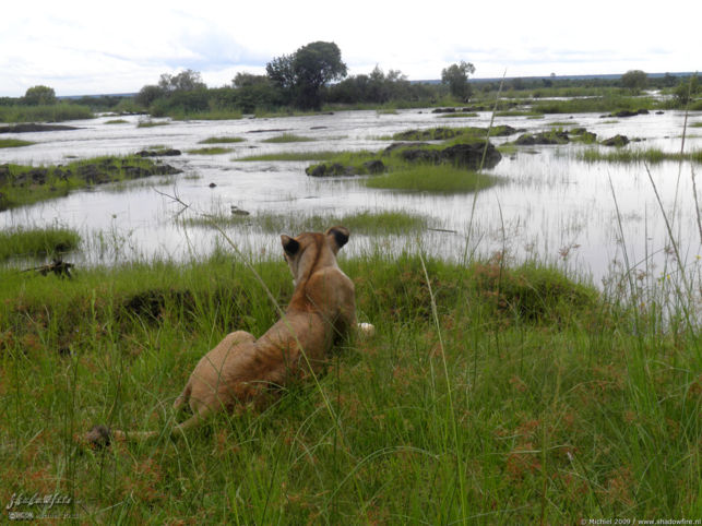 lion, Lion Encounter, Livingstone area, Zambia, Africa 2011,travel, photography,favorites