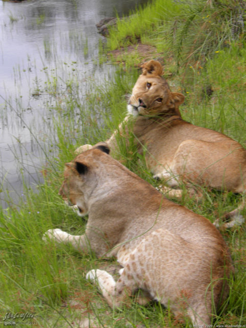 lion, Lion Encounter, Livingstone area, Zambia, Africa 2011,travel, photography,favorites