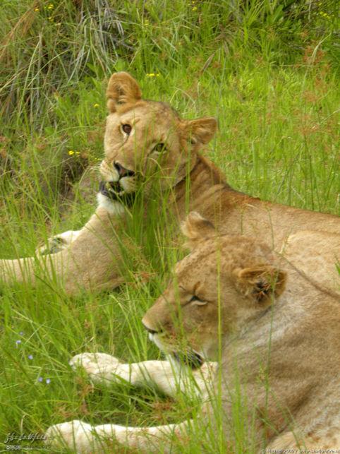 lion, Lion Encounter, Livingstone area, Zambia, Africa 2011,travel, photography,favorites