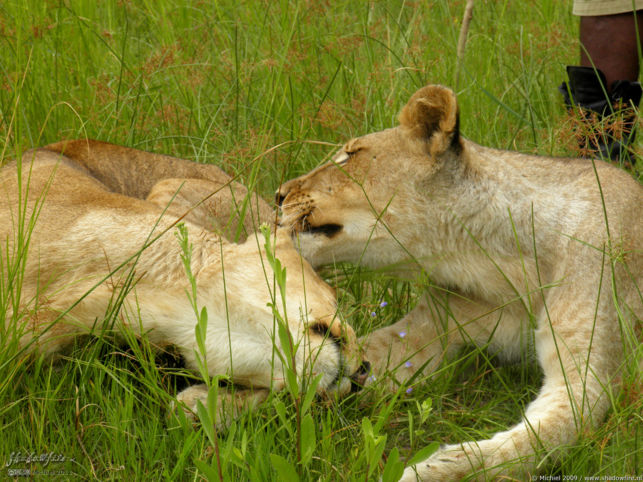 lion, Lion Encounter, Livingstone area, Zambia, Africa 2011,travel, photography,favorites