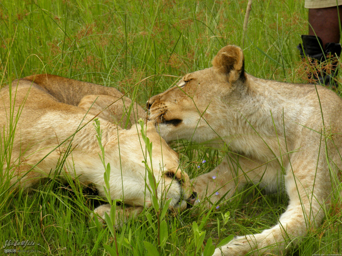 lion, Lion Encounter, Livingstone area, Zambia, Africa 2011,travel, photography,favorites