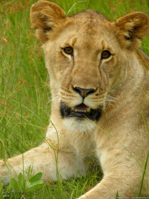 lion, Lion Encounter, Livingstone area, Zambia, Africa 2011,travel, photography,favorites