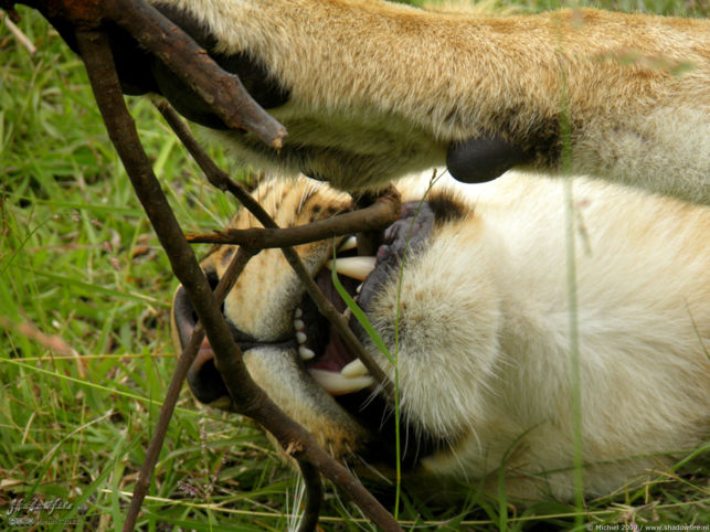 lion, Lion Encounter, Livingstone area, Zambia, Africa 2011,travel, photography,favorites