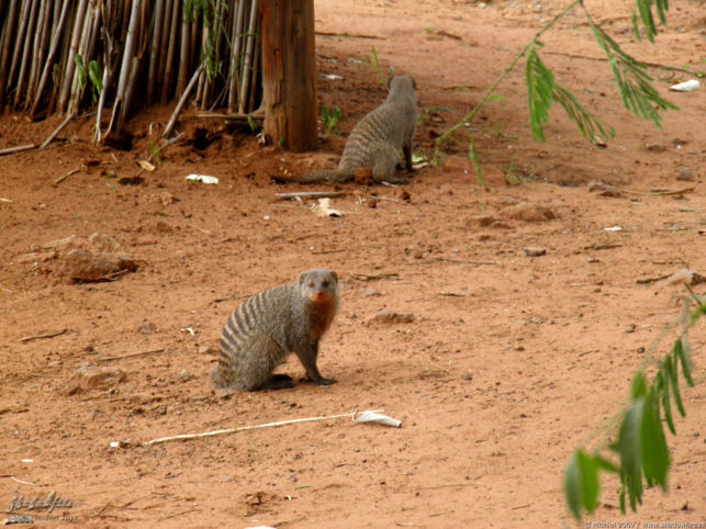 mongoose, Chobe Safari Lodge, Botswana, Africa 2011,travel, photography