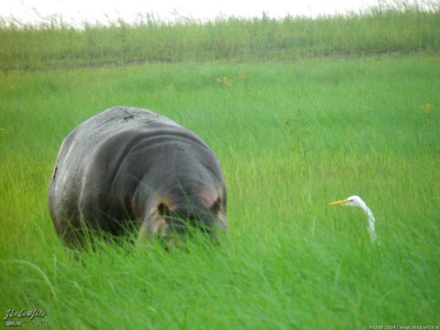 hippo, Chobe NP, Botswana, Africa 2011,travel, photography