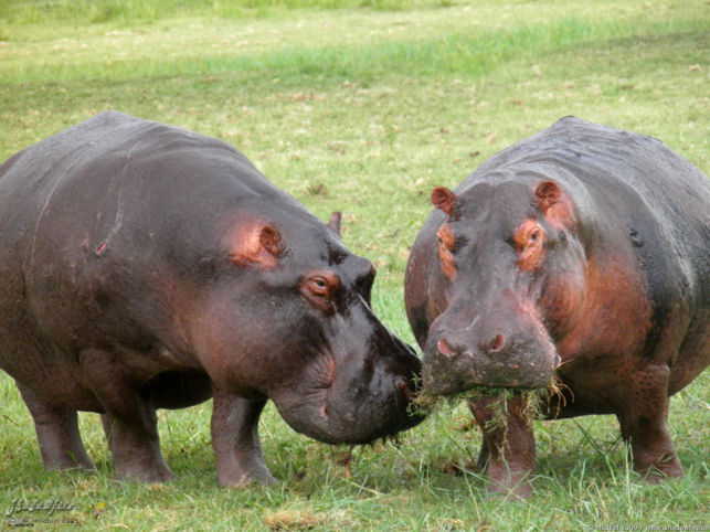 hippo, Chobe NP, Botswana, Africa 2011,travel, photography,favorites