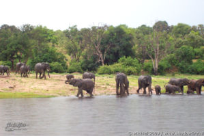 elephant, Big Five, Chobe NP, Botswana, Africa 2011,travel, photography