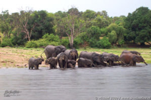 elephant, Big Five, Chobe NP, Botswana, Africa 2011,travel, photography