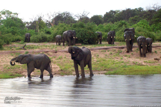 elephant, Big Five, Chobe NP, Botswana, Africa 2011,travel, photography