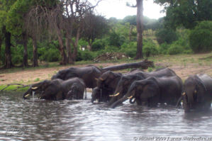 elephant, Big Five, Chobe NP, Botswana, Africa 2011,travel, photography