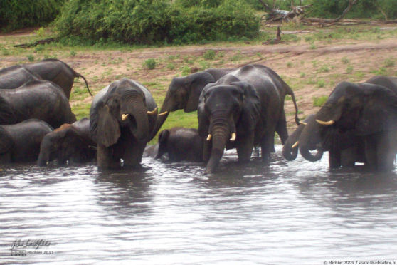 elephant, Big Five, Chobe NP, Botswana, Africa 2011,travel, photography