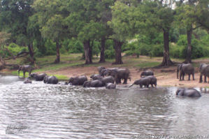 elephant, Big Five, Chobe NP, Botswana, Africa 2011,travel, photography