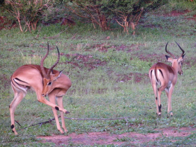 impala, Chobe NP, Botswana, Africa 2011,travel, photography