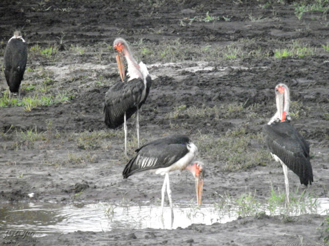 marabu, Chobe NP, Botswana, Africa 2011,travel, photography