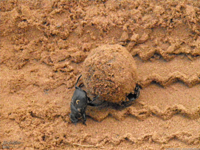 beatle, Chobe NP, Botswana, Africa 2011,travel, photography,favorites