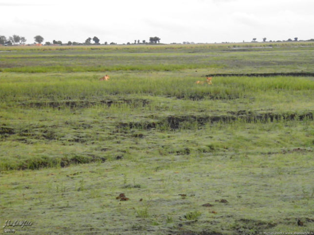 lion, Big Five, Chobe NP, Botswana, Africa 2011,travel, photography