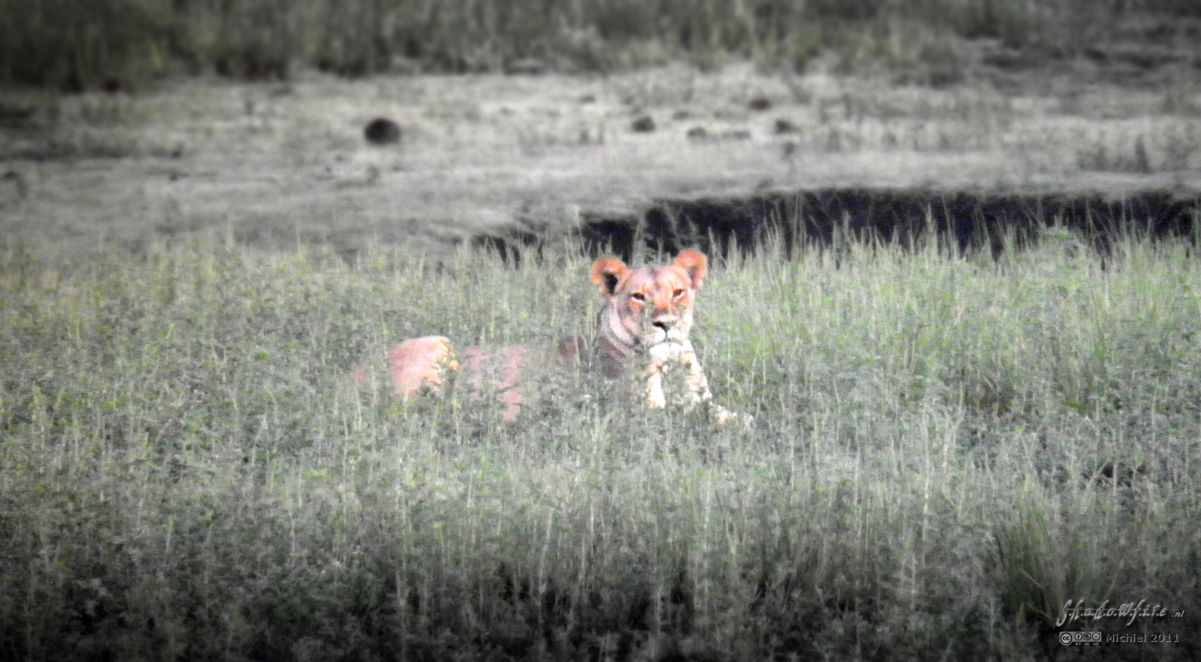 lion, Big Five, Chobe NP, Botswana, Africa 2011,travel, photography