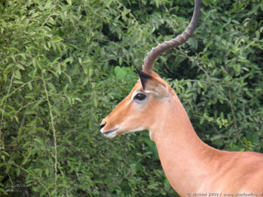 impala, Chobe NP, Botswana, Africa 2011,travel, photography