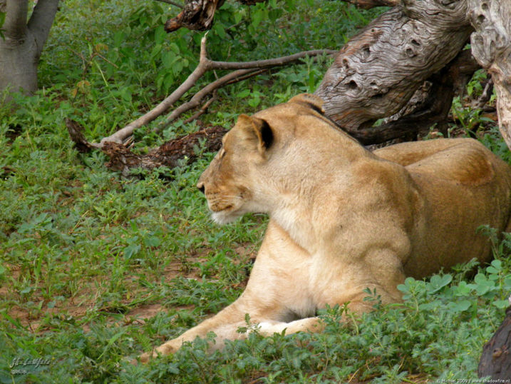 lion, Big Five, Chobe NP, Botswana, Africa 2011,travel, photography