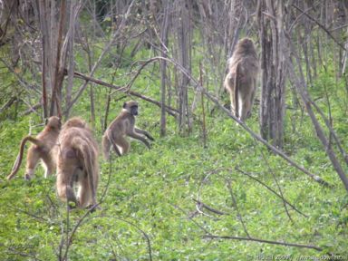 baboon, Chobe NP, Botswana, Africa 2011,travel, photography,favorites