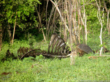 buffalo skeleton, Chobe NP, Botswana, Africa 2011,travel, photography,favorites