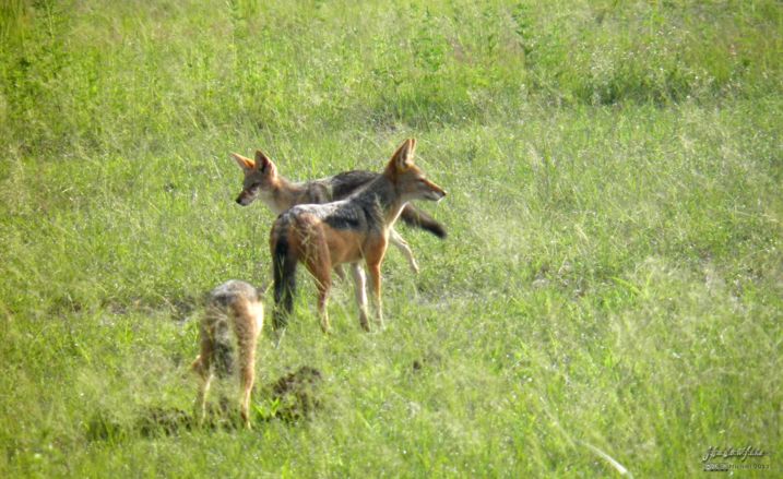 jackal, Chobe NP, Botswana, Africa 2011,travel, photography,favorites