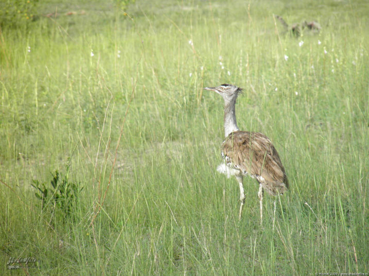 Chobe NP, Botswana, Africa 2011,travel, photography