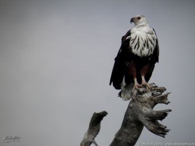 fish eagle, Chobe NP, Botswana, Africa 2011,travel, photography,favorites