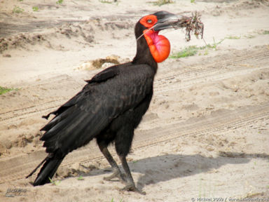 hornbill, Chobe NP, Botswana, Africa 2011,travel, photography,favorites