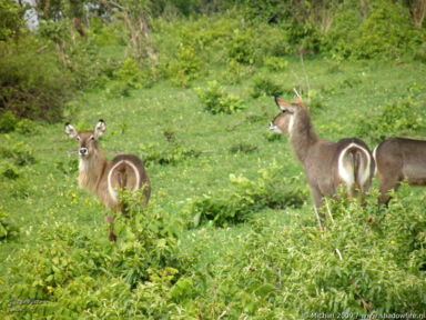 duiker, Chobe NP, Botswana, Africa 2011,travel, photography,favorites