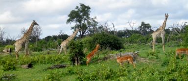 impala, giraffe, Chobe NP, Botswana, Africa 2011,travel, photography,favorites
