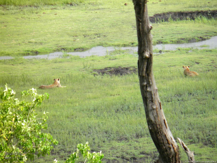 lion, Big Five, Chobe NP, Botswana, Africa 2011,travel, photography