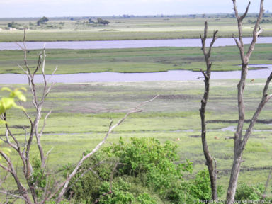 lion, Big Five, Chobe NP, Botswana, Africa 2011,travel, photography