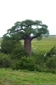 Baobab, Namibia border, Botswana, Africa 2011,travel, photography,favorites