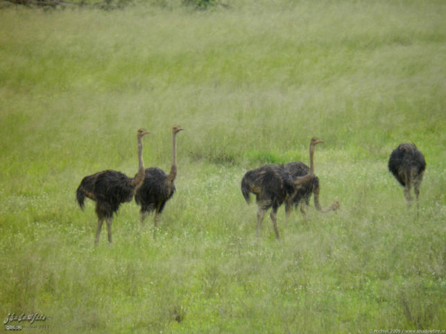 ostrich, Namibia, Africa 2011,travel, photography