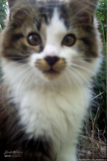 cat, Swamp Stop, Okavango Delta, Botswana, Africa 2011,travel, photography,favorites