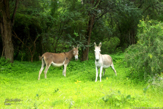 donkey, Swamp Stop, Okavango Delta, Botswana, Africa 2011,travel, photography