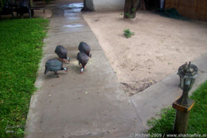 guineafowl, Swamp Stop, Okavango Delta, Botswana, Africa 2011,travel, photography