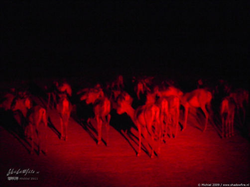 impala, night drive, Etosha NP, Namibia, Africa 2011,travel, photography