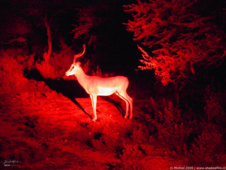 impala, night drive, Etosha NP, Namibia, Africa 2011,travel, photography