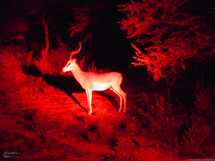 impala, night drive, Etosha NP, Namibia, Africa 2011,travel, photography