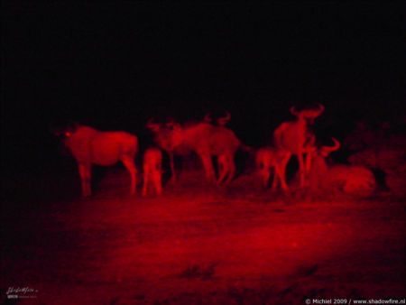 gnu, wilderbeest, night drive, Etosha NP, Namibia, Africa 2011,travel, photography