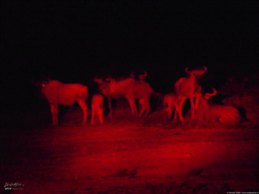 gnu, wilderbeest, night drive, Etosha NP, Namibia, Africa 2011,travel, photography