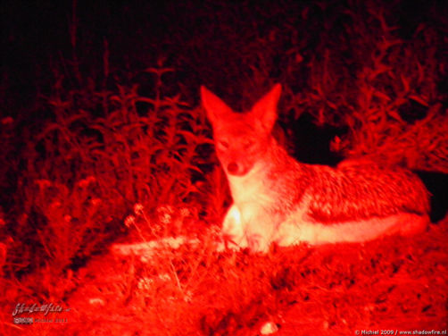 jackal, night drive, Etosha NP, Namibia, Africa 2011,travel, photography