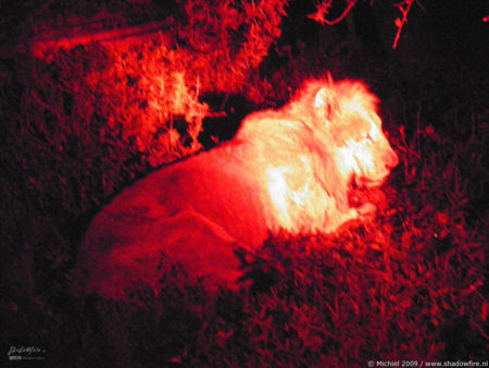 lion, Big Five, night drive, Etosha NP, Namibia, Africa 2011,travel, photography