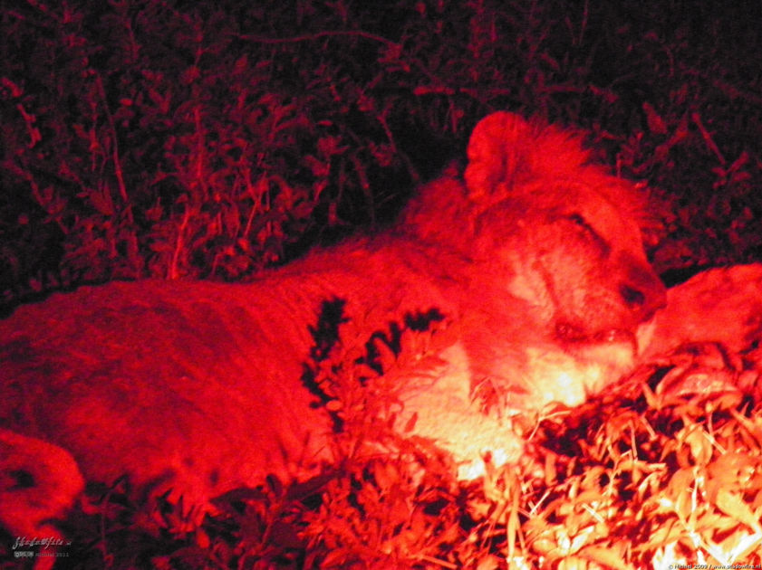 lion, Big Five, night drive, Etosha NP, Namibia, Africa 2011,travel, photography,favorites