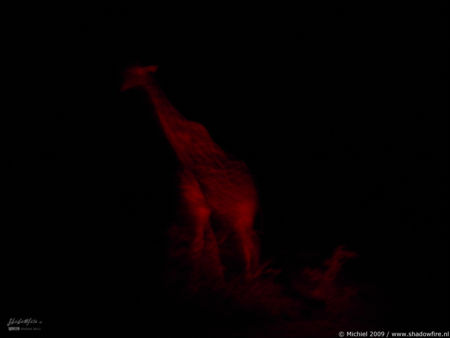 giraffe, night drive, Etosha NP, Namibia, Africa 2011,travel, photography