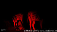 zebra, night drive, Etosha NP, Namibia, Africa 2011,travel, photography